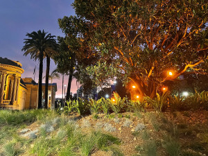 Performers carrying glowing lanterns into a fig tree, at sunset outside the Art Gallery of New South Wales.