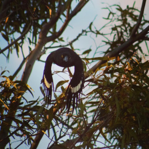 A currawong gliding through gum leaves at the golden hour.